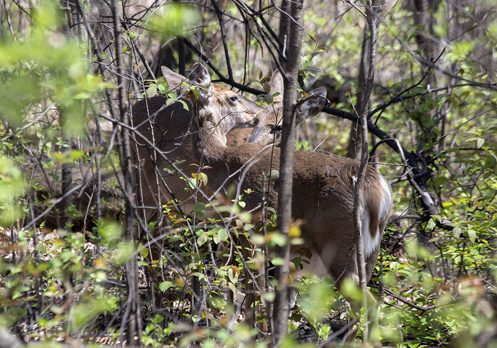 Deer grooming each other.