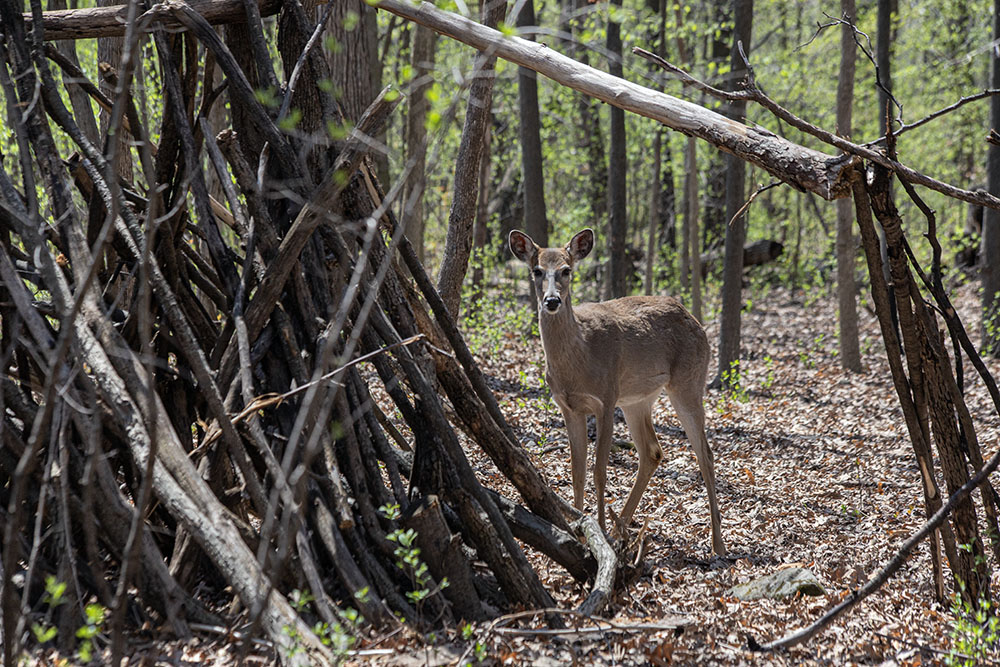 deer standing next to a stick fort