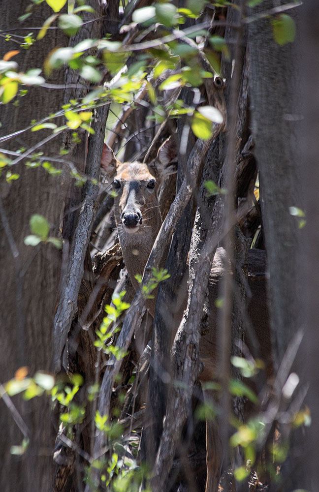 deer inside a stick fort