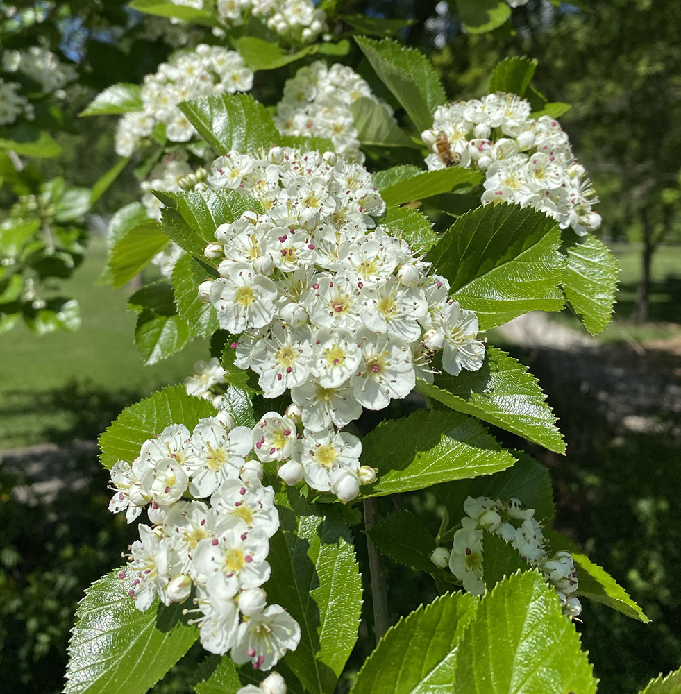 Donny Hawthorn, one of the Glen's eleven species, in bloom.