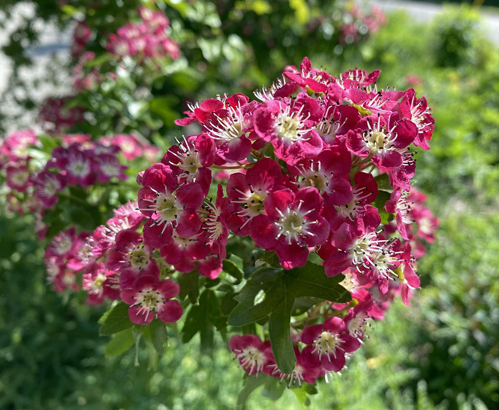 English hawthorn blossoms.