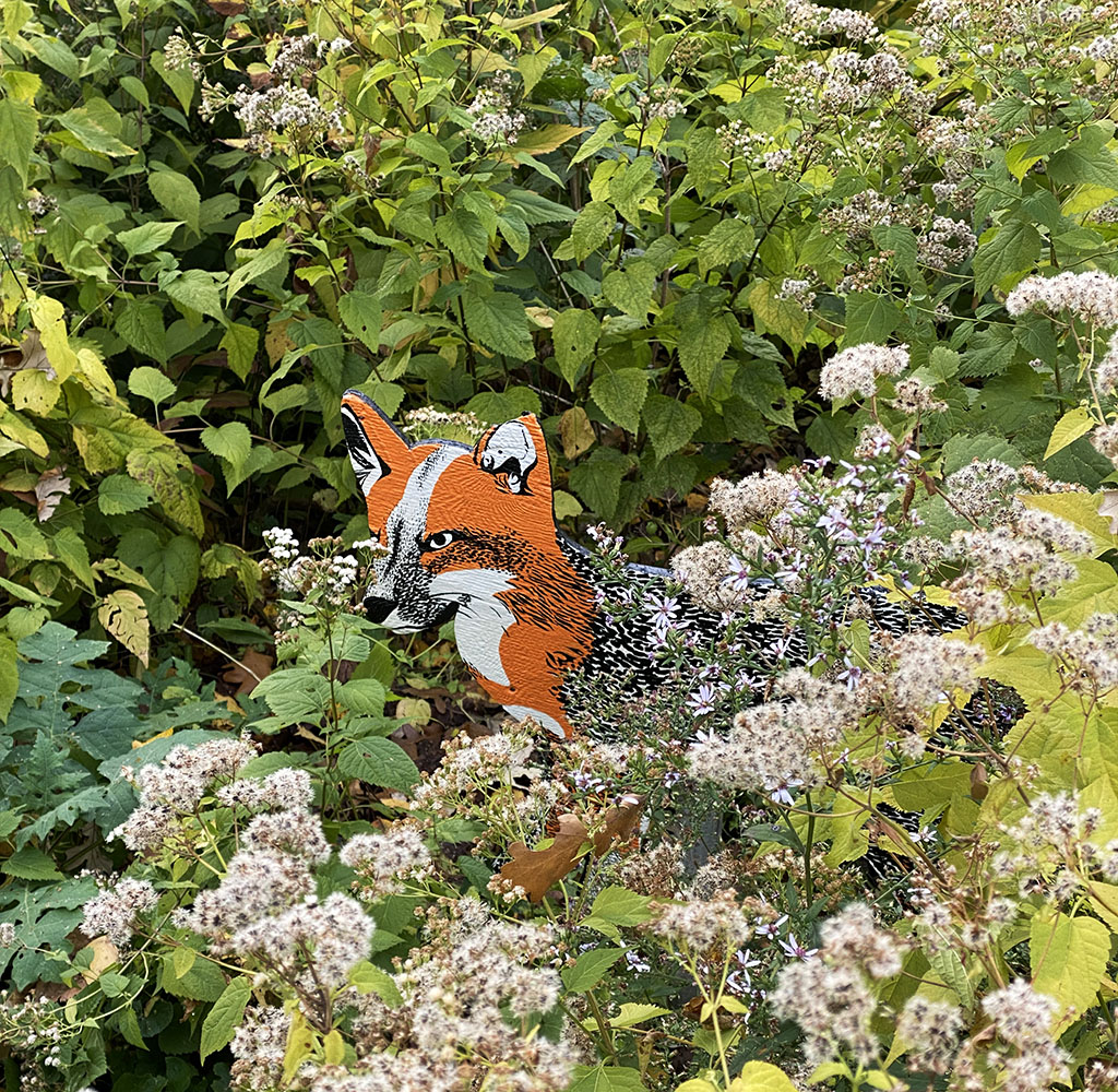 A "fox" peeking out from snakeroot plants going to seed.