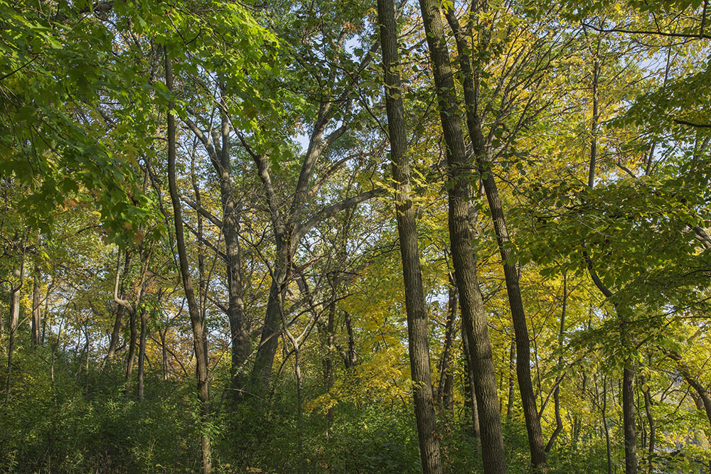 Forested hillside in early autumn.