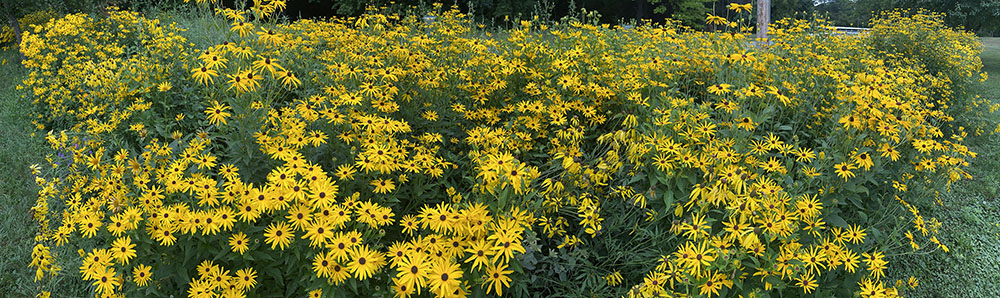 Panorama of a bioswale in Hoyt Park. 