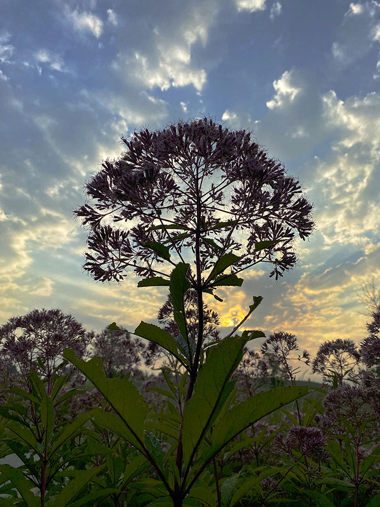 Joe Pye Weed silhouetted against the rising sun.