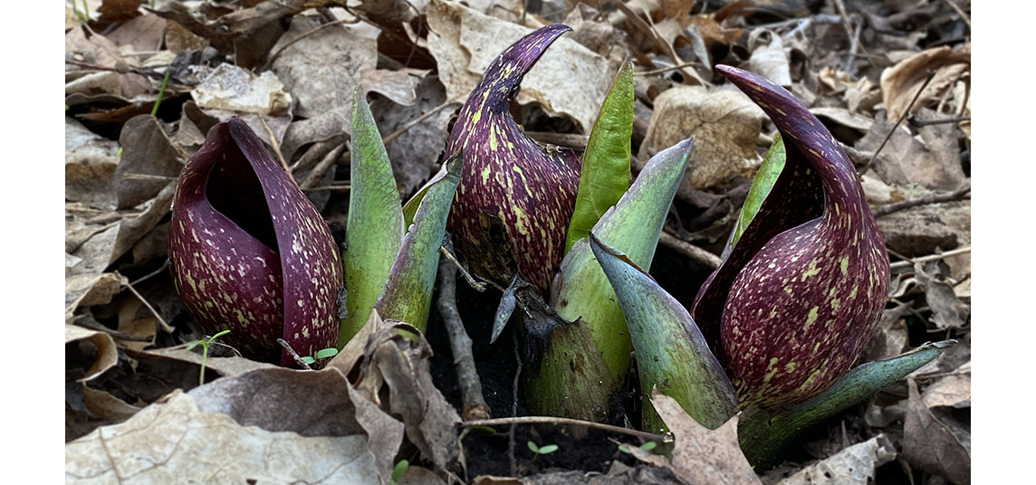 skunk cabbage flowers at Kletzsch Park