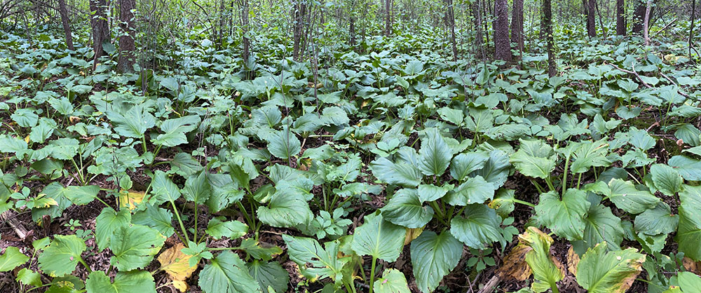 A panorama of skunk cabbage. Lois Jensen Nature Preserve, Delafield.