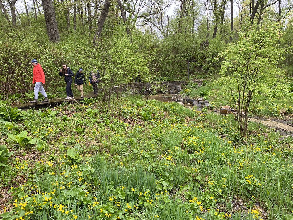 Marsh marigolds were blooming all up and down the creek, beginning here at the headwaters springs that give the trail its name.