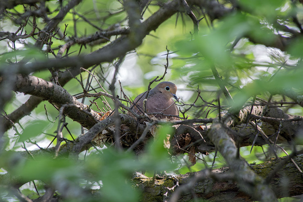 A mourning dove tending a nest in one of the Glen's hawthorn trees.