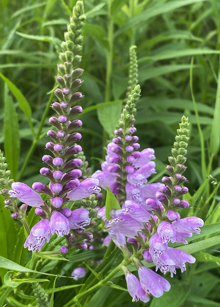 Obedient plant blossoms in a bioswale.