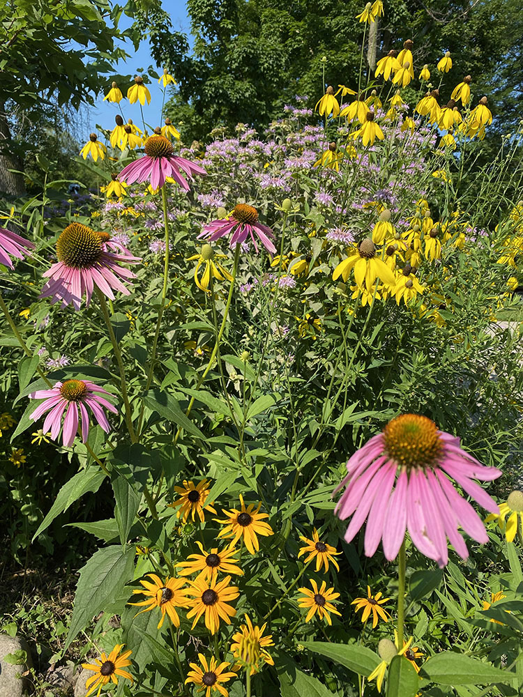 Bouquet of wildflowers