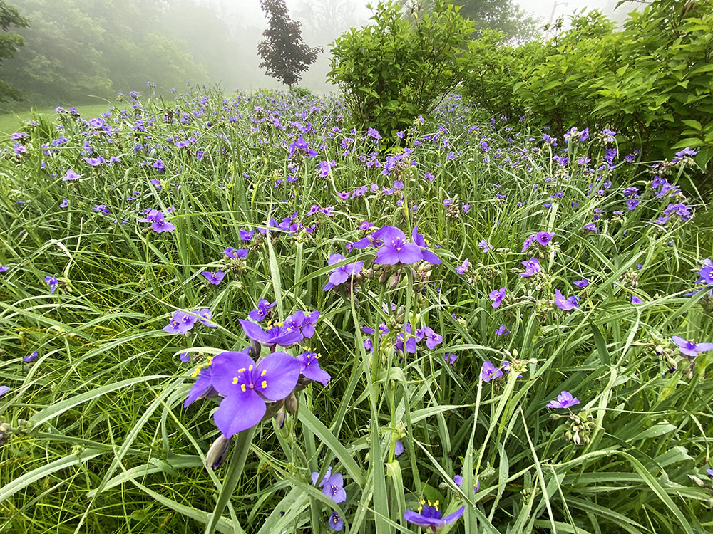 Spiderwort blooming wildly in a bioswale. 