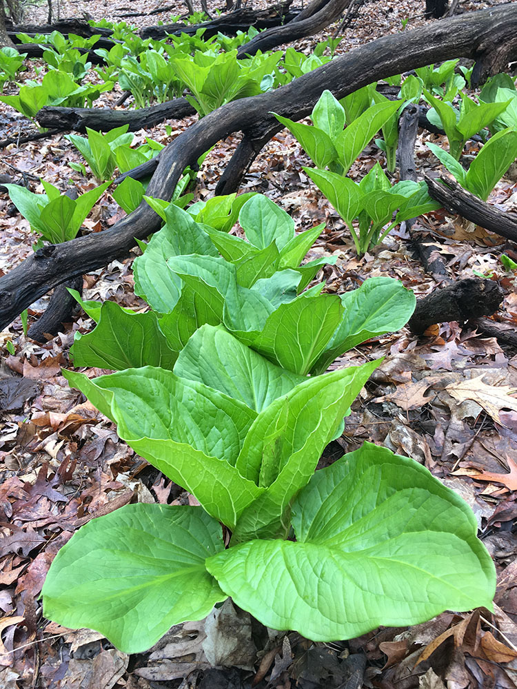 Large rosette leaves give the skunk cabbage its name. Sanctuary Woods, Milwaukee County Grounds, Wauwatosa.