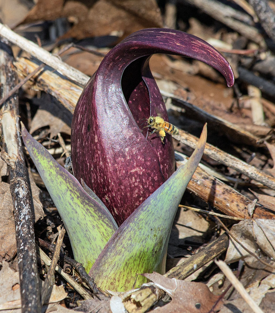 Look closely and you will see a pollinator bee entering the flower of this skunk cabbage.