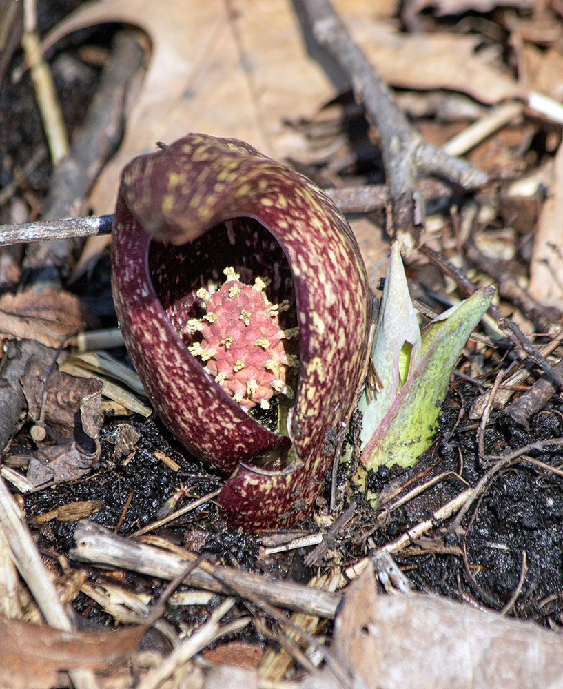 The spadix studded with tiny yellow flowers is clearly visible inside the spathe of this skunk cabbage.