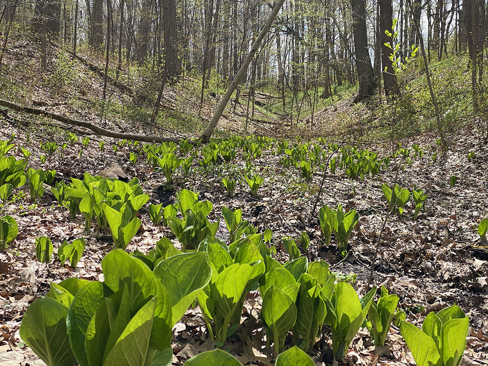 Skunk cabbages sprouting in a ravine. 