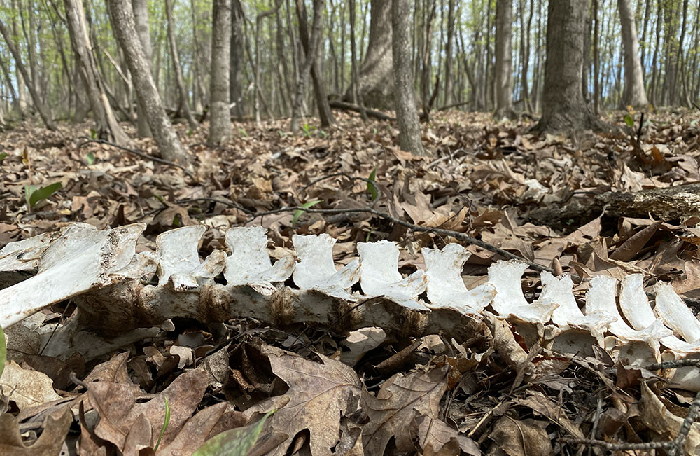 Deer spine skeleton in the woods