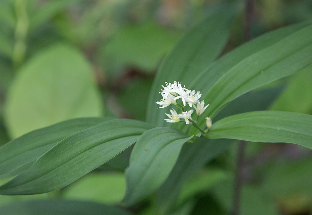 Starry Solomon's seal blossom.