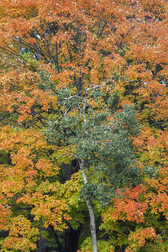 Sugar maple and aspen in autumn.