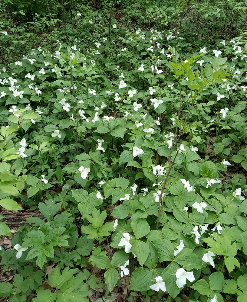 A patch of trilliums. Photo by Jonathan Rupprecht.