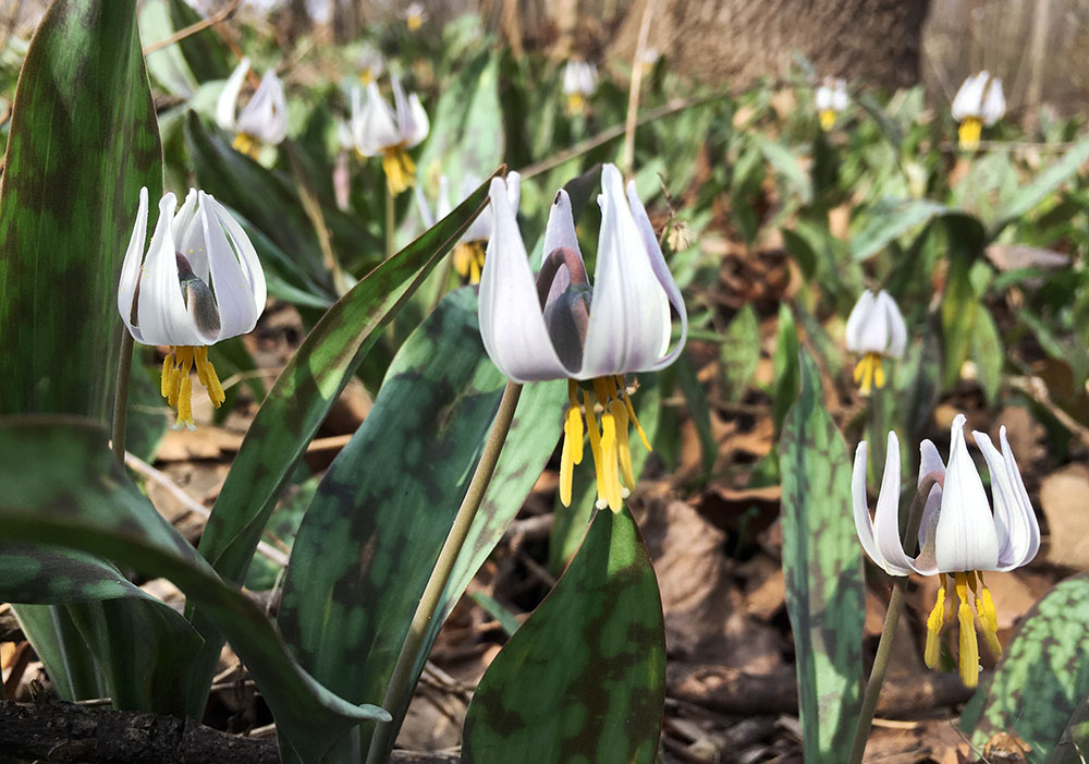 Trout lilies.