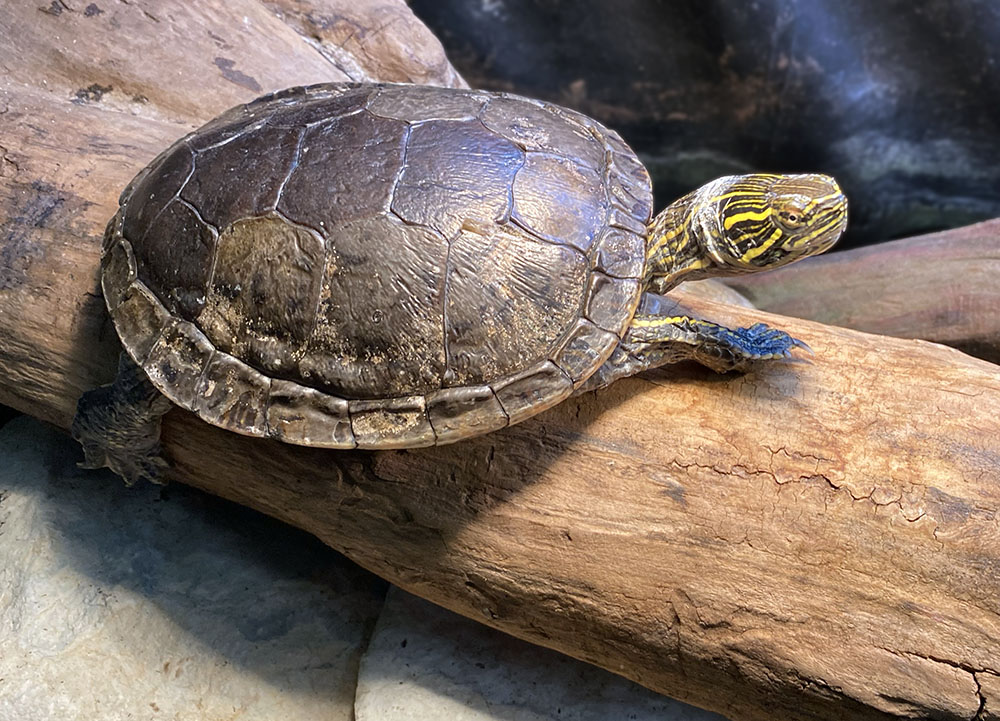 The "Little Nature Museum" features live animals, including birds, reptiles and amphibians.