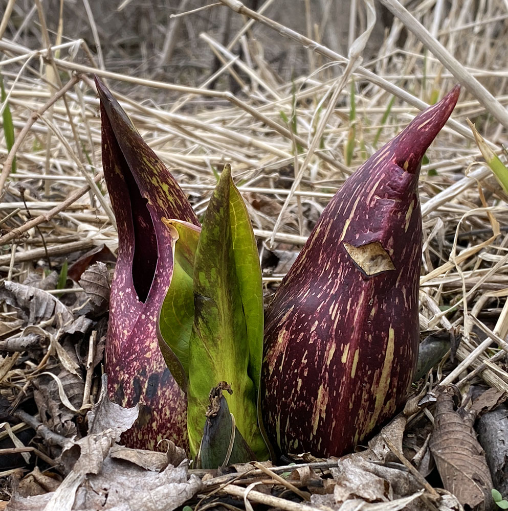 Skunk cabbage spathes blooming at Wehr Nature Center, Franklin.