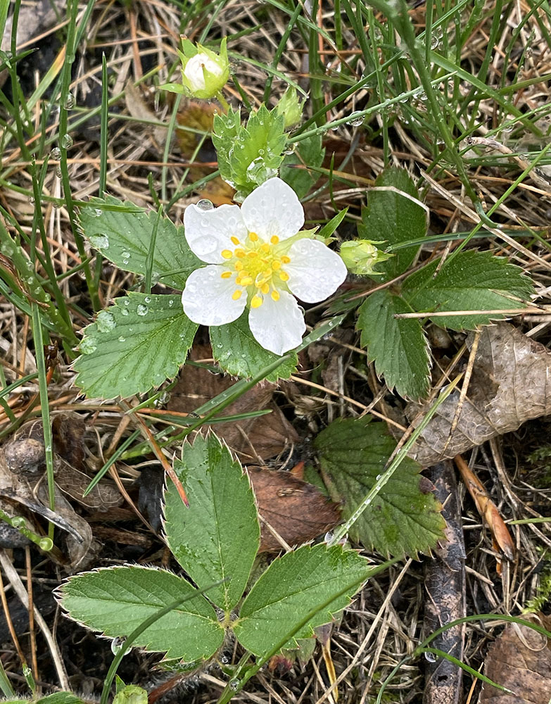 Don't forget to watch your step as you're walking; wild nature, here in the form of a wild strawberry flower, shows up even in the grass!