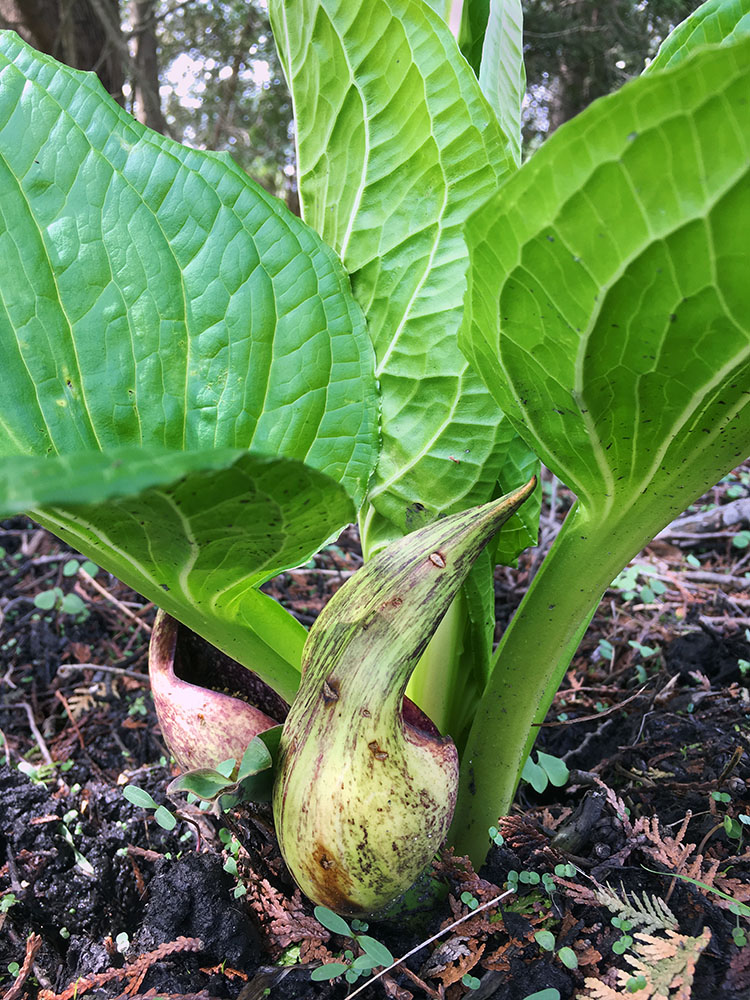 The spathe of the plant is beginning to wither as the leaves emerge and unfurl. Zinn Preserve, Hartford.