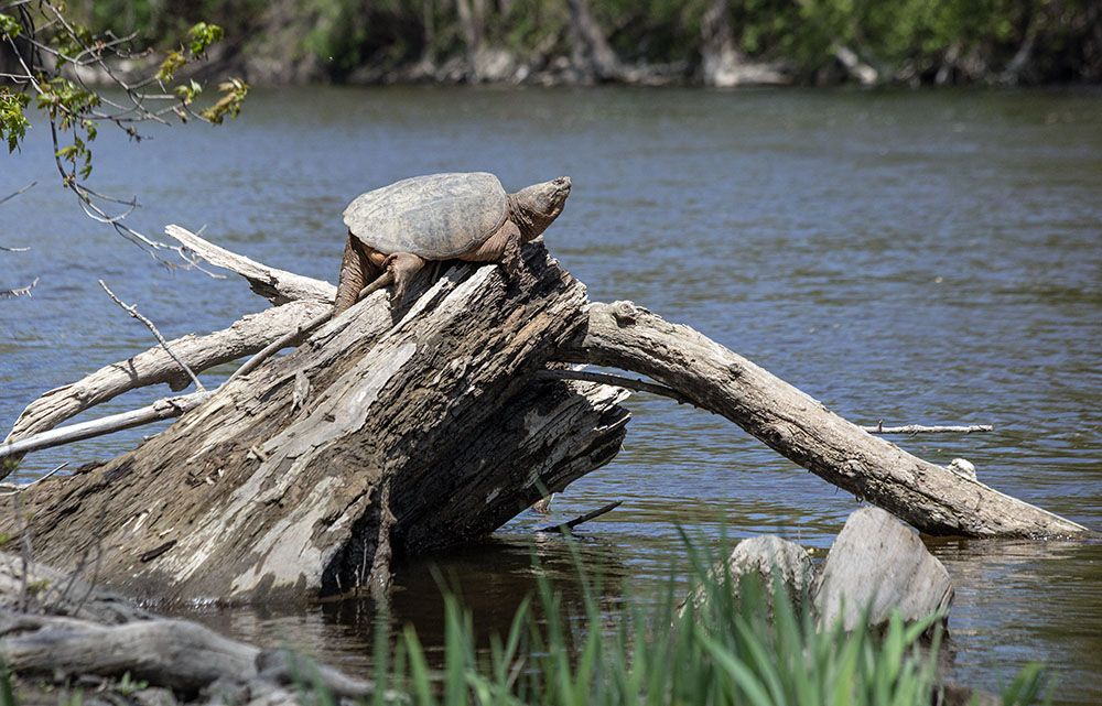 Enormous snapping turtle sunning next to the Mequon-Thiensville Riverwalk.