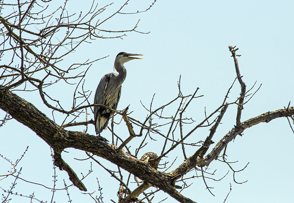 Great blue heron perched on a dead branch next to the river.