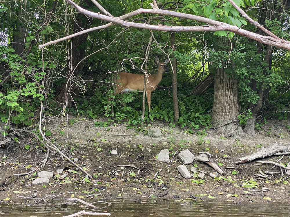 A white-tailed deer watches imperturbably as we paddle past.