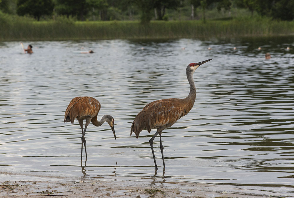 Ottawa Lake Beach, coincidentally, is also the best for viewing sandhill cranes!