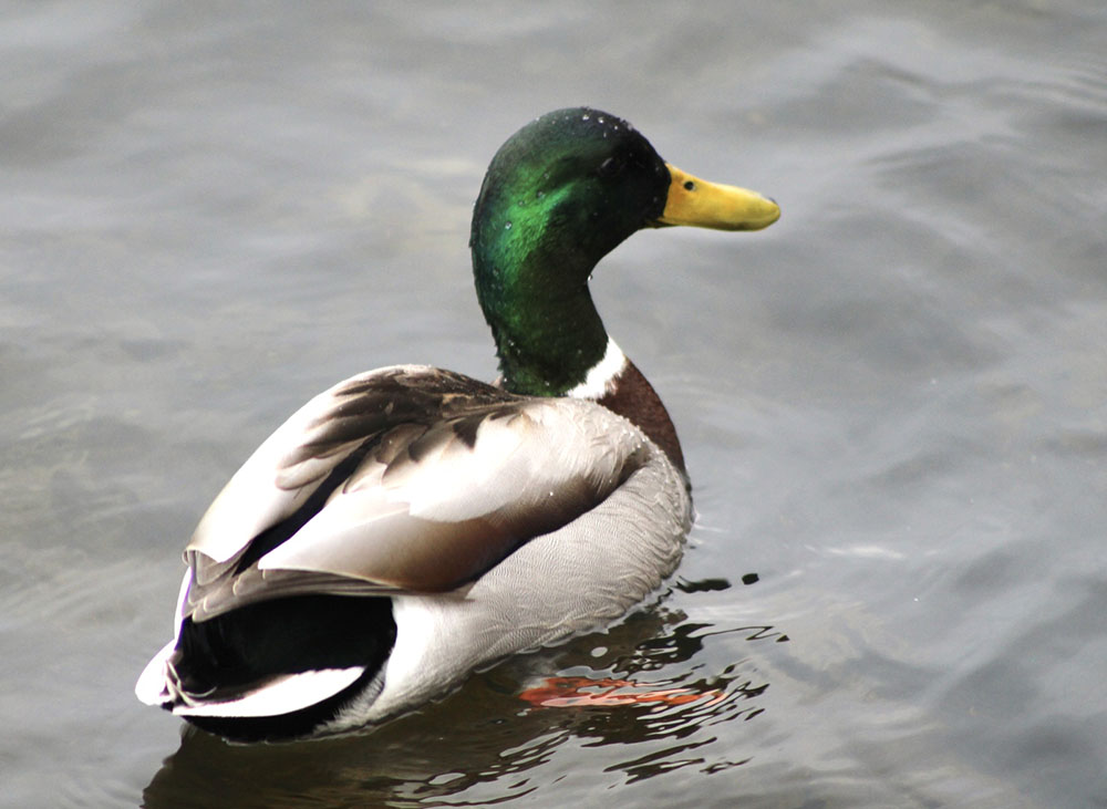 Mallard Photo Reference, 2023, Digital Photography