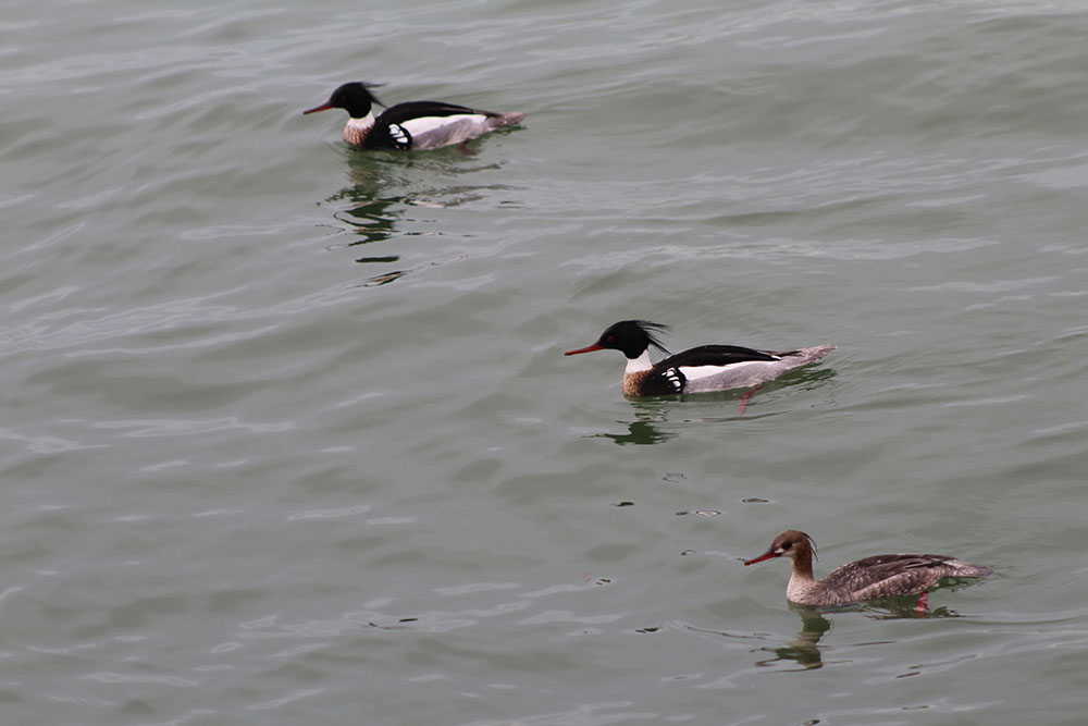 Merganser Photo Reference, 2023, Digital Photograph