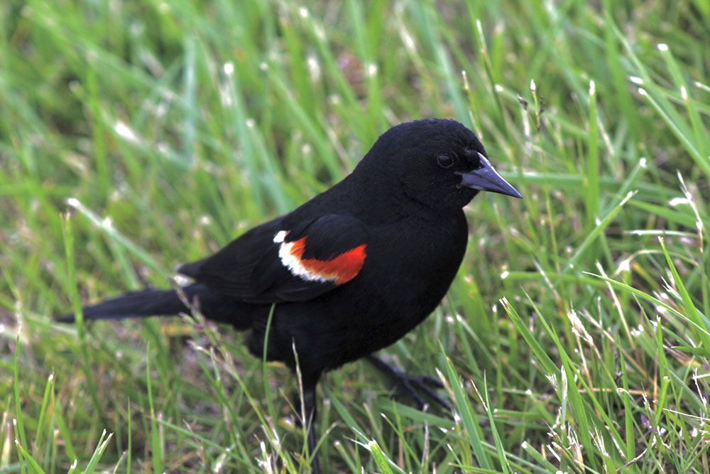 Red-winged Blackbird Photo Reference, 2023, Digital Photograph