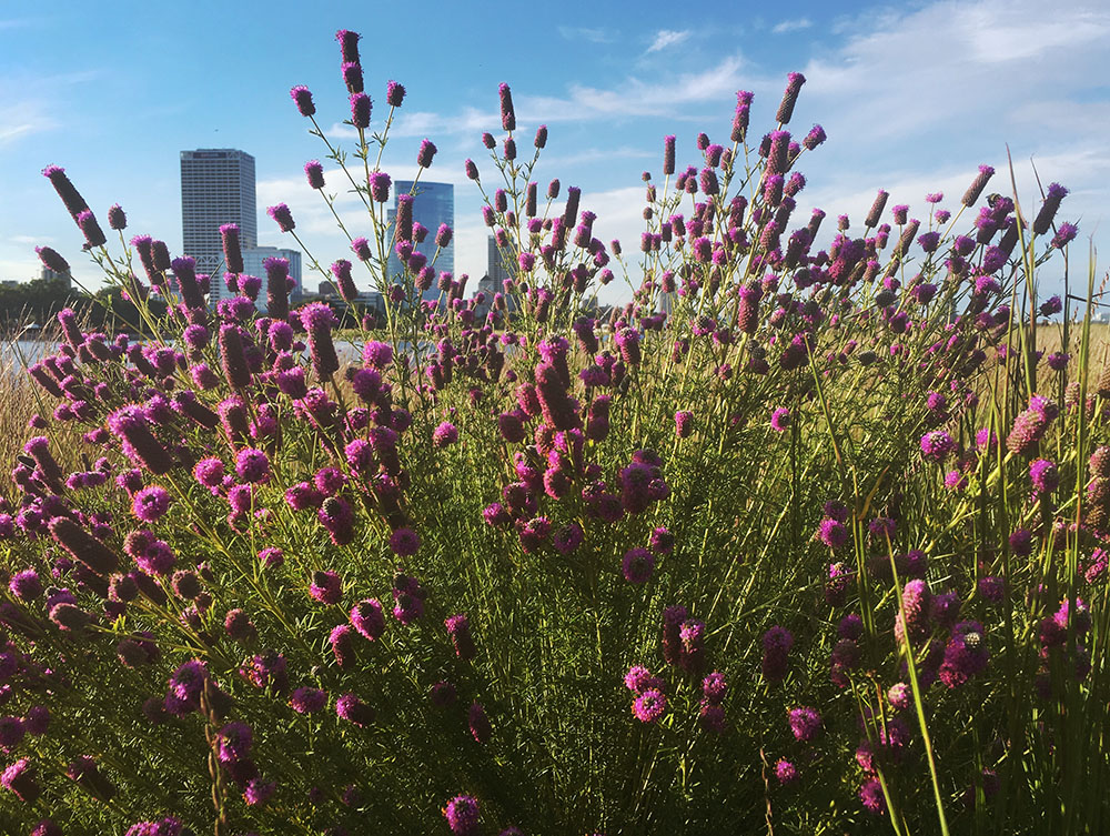 A burst of prairie clover is clearly situated at the park with the skyline as background.