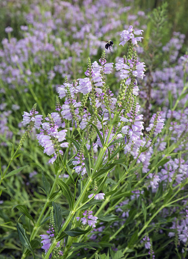 A pollinator bee adds drama to an already active composition of obedient plant blossoms.