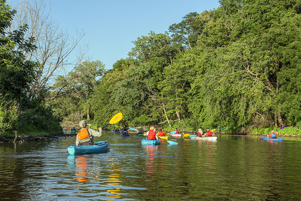 Many kayaks on Root River