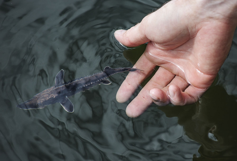 Looking down at your subject; in this case it is my own hand releasing a baby sturgeon during Sturgeon Fest, which was held at Lakeshore State Park for a few years.