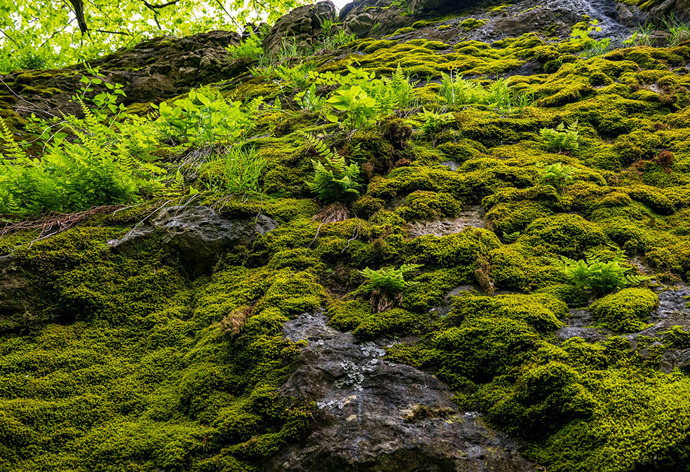 Mosses growing on the face of the escarpment, viewed from the bottom.