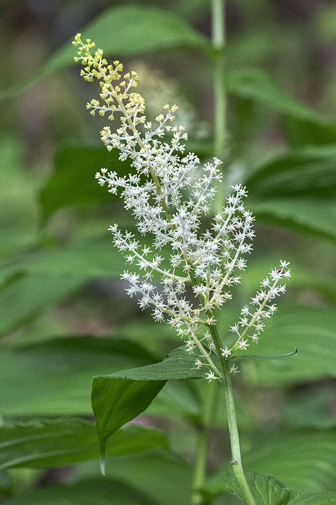 False Solomon's Seal blossom.