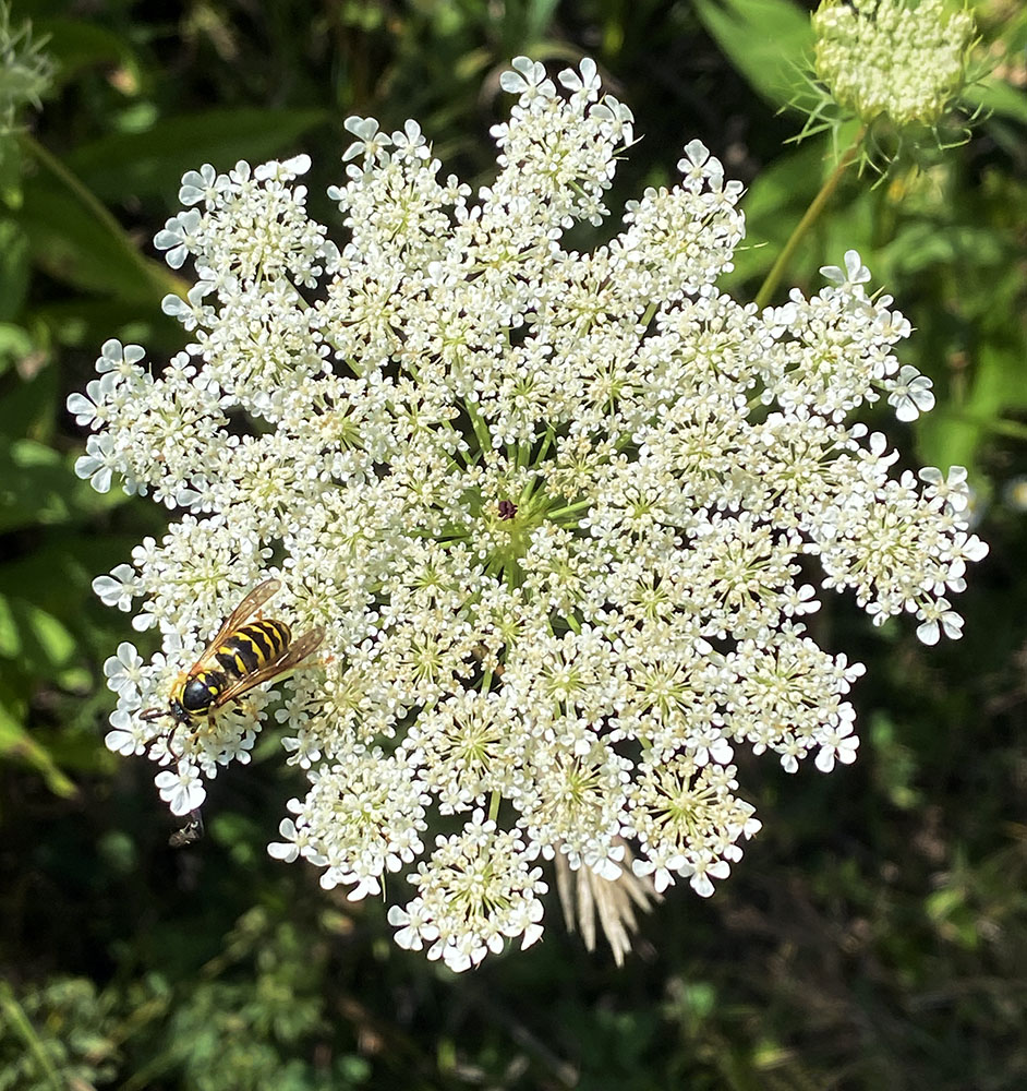 A pollinator on Queen Anne's Lace.