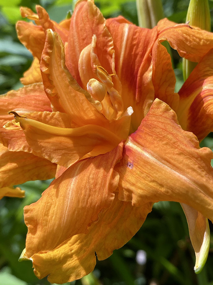 A gnarly day lily blossom growing wild along the trail.