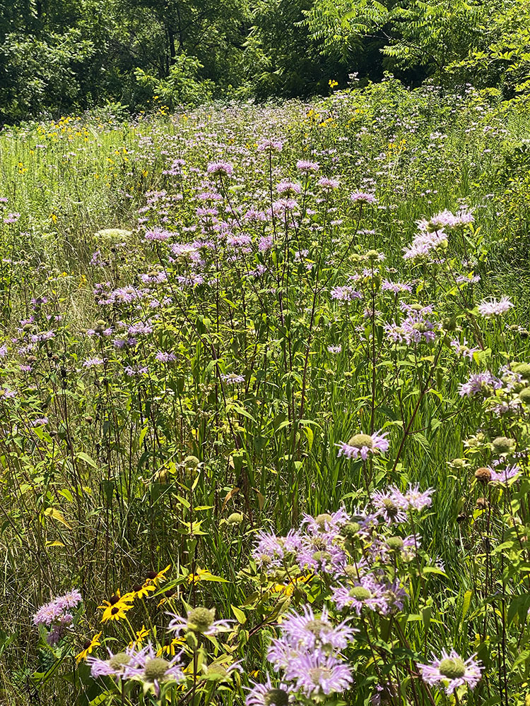 Monarda, aka bee balm, aka bergamot, was in bloom in great quantities in the fields and meadows.