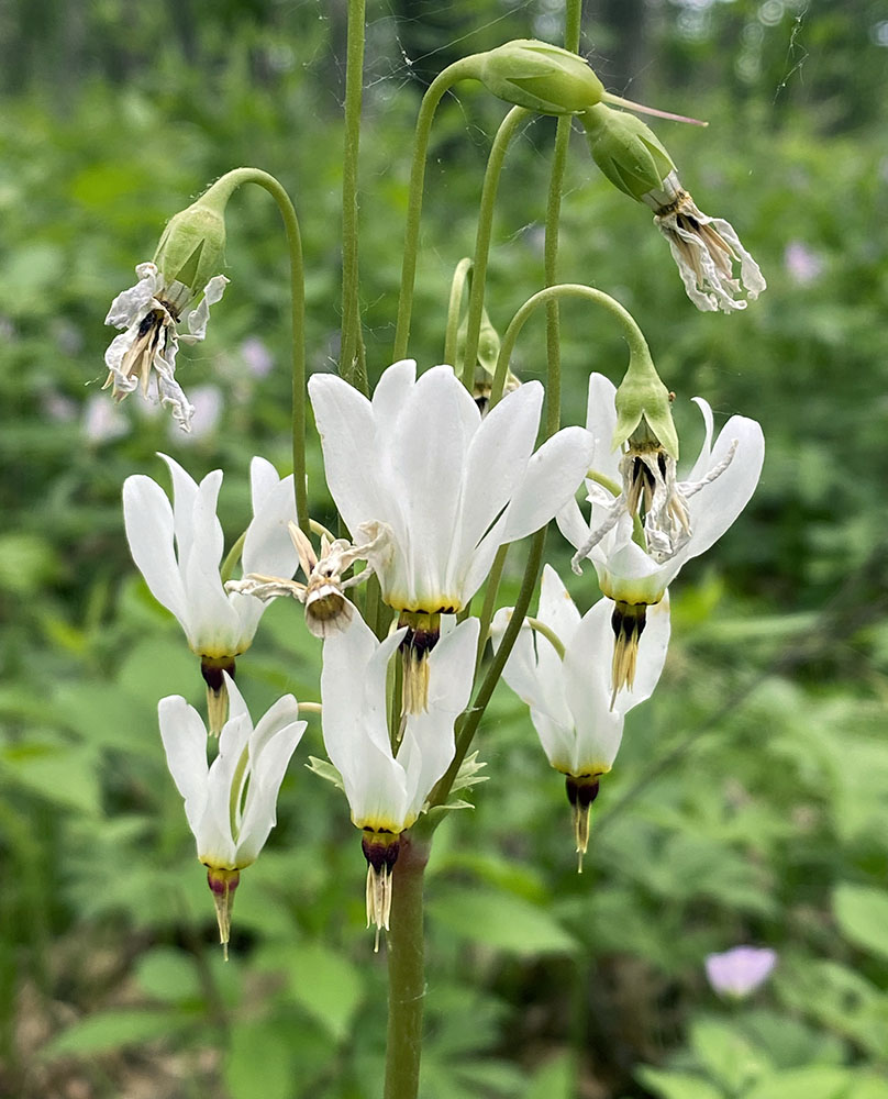 Shoot star blossoms.