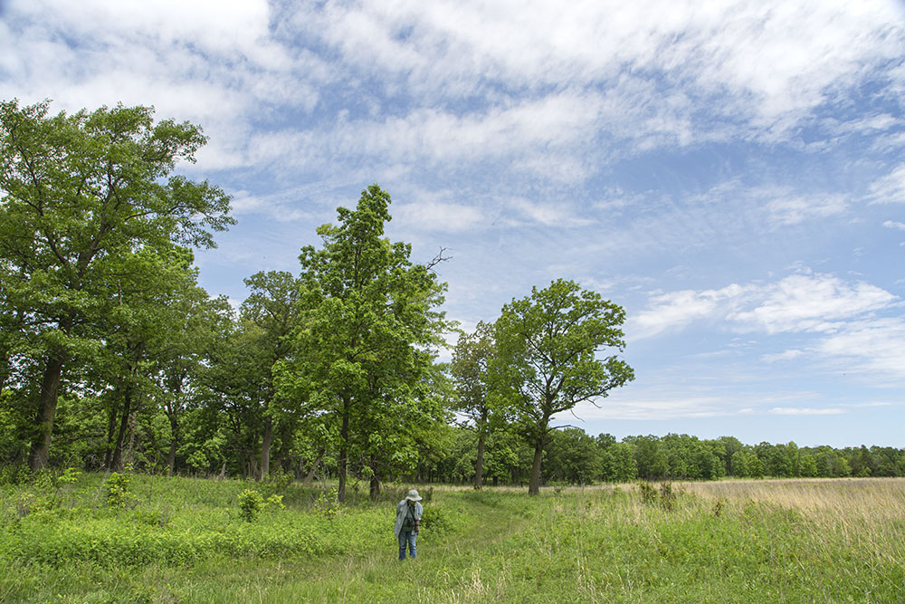 A view of the trail from the trail head.