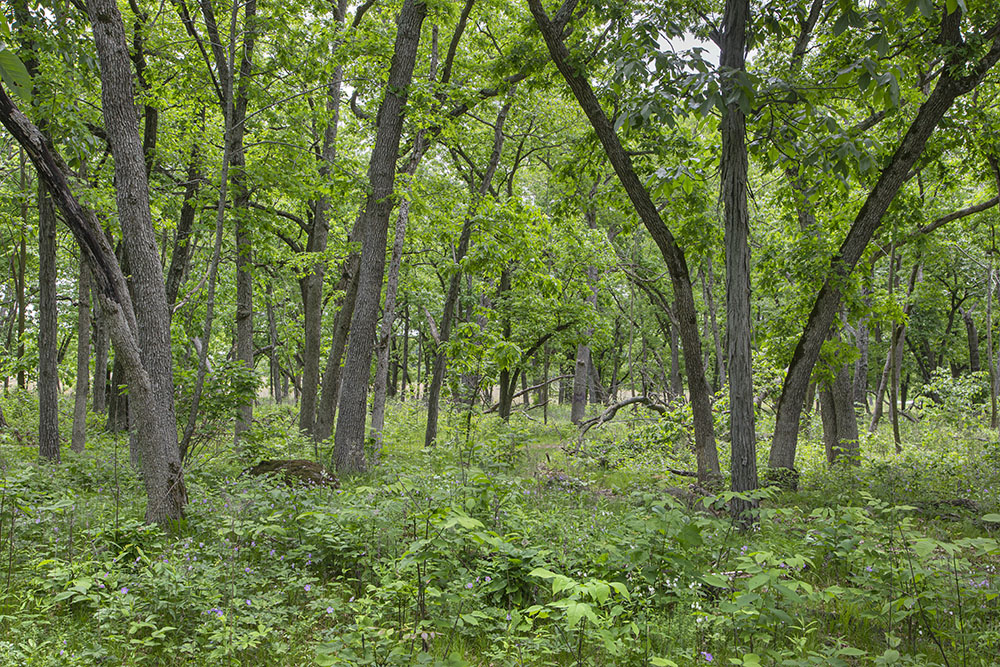 Woodland scene.