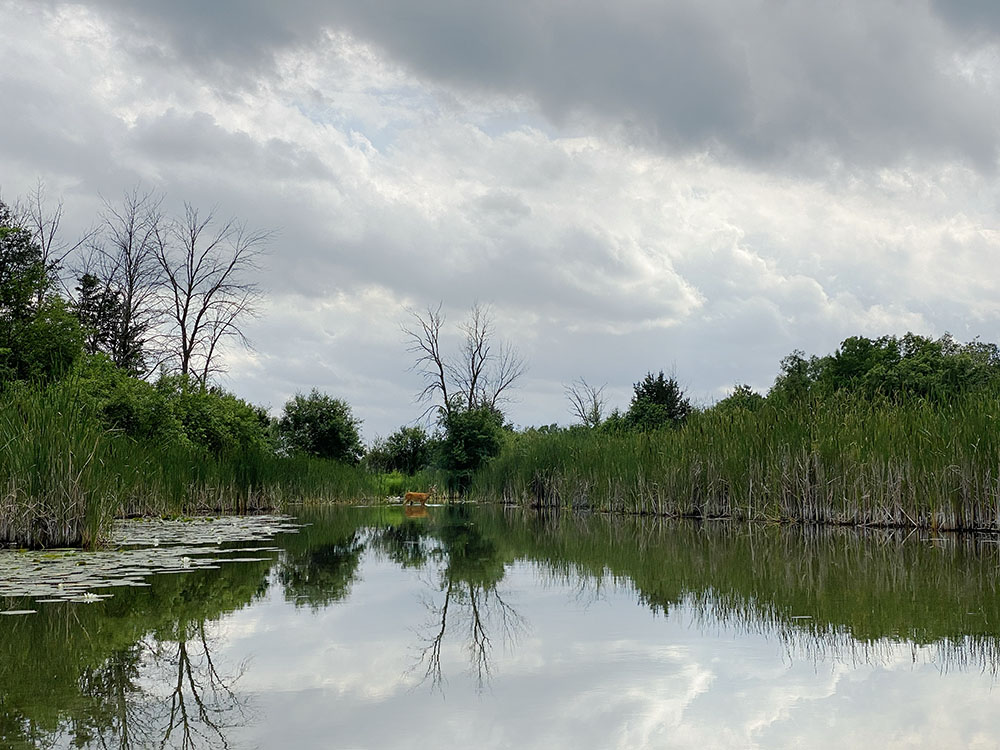 A young six-point buck wades across the Bark River near Dousman.