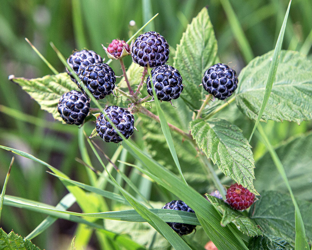 Ripe black raspberries at Ryan Park in Pewaukee.